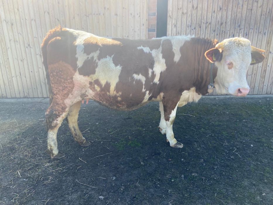 Juninca gestanta de vanzare