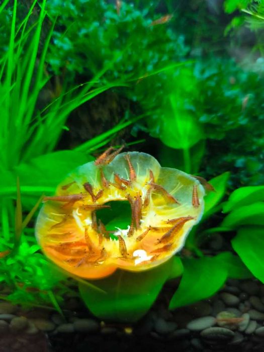 Продаются аквариумные креветки.