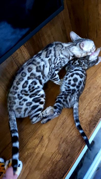 Бенгалы - Детки и Подростки - Серебро