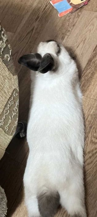 Кролик декоративный ручной