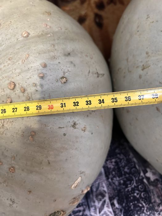 Продам тыкву дачную