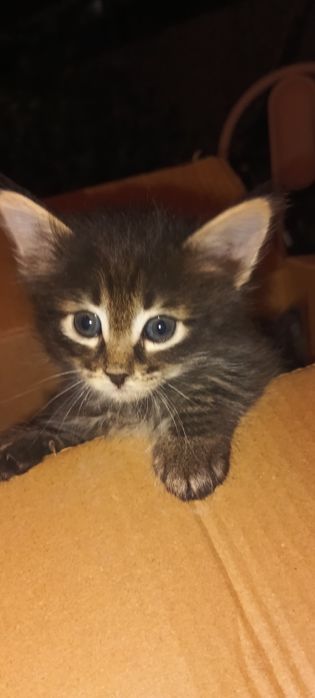 Бездомные котята ищут дом