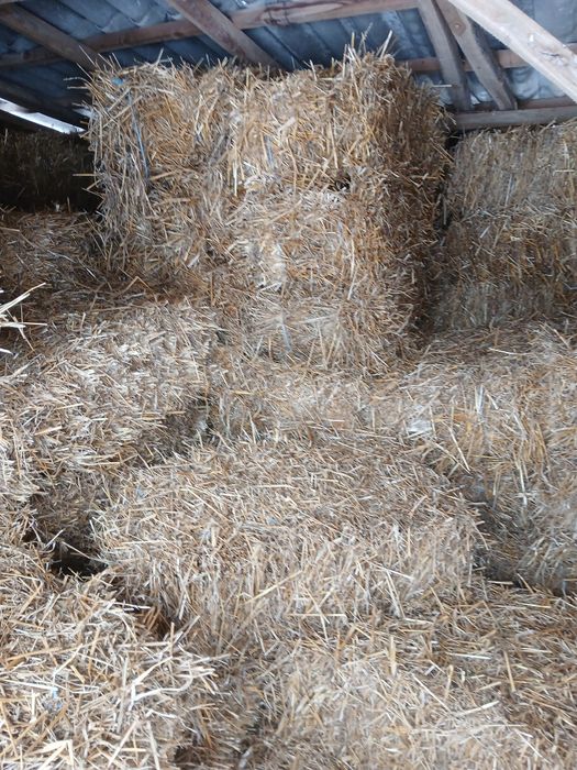 Vand baloti dreptunghiulari lucerna