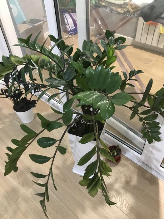 Продам замиакулькас