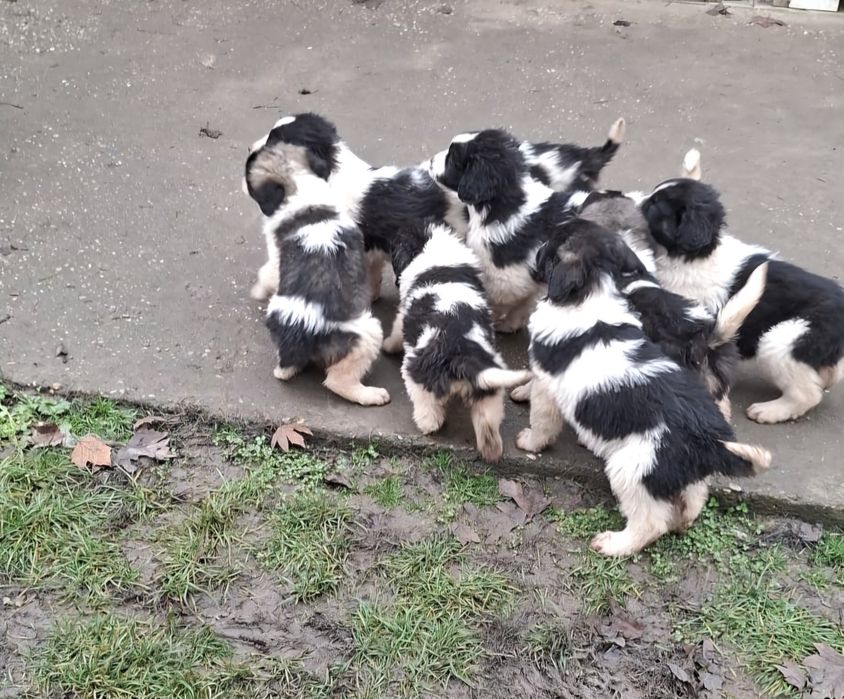 Ciobanesc Romanesc de Bucovina