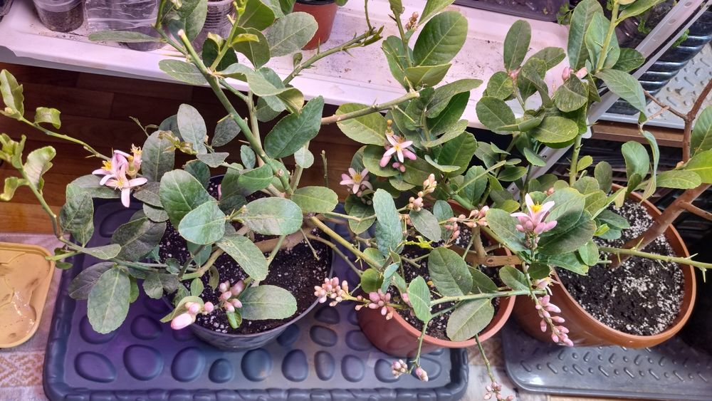 Гуава,лимоны,лимандарины,пепино