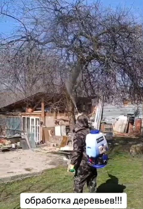 Обработка деревьев и хвойных