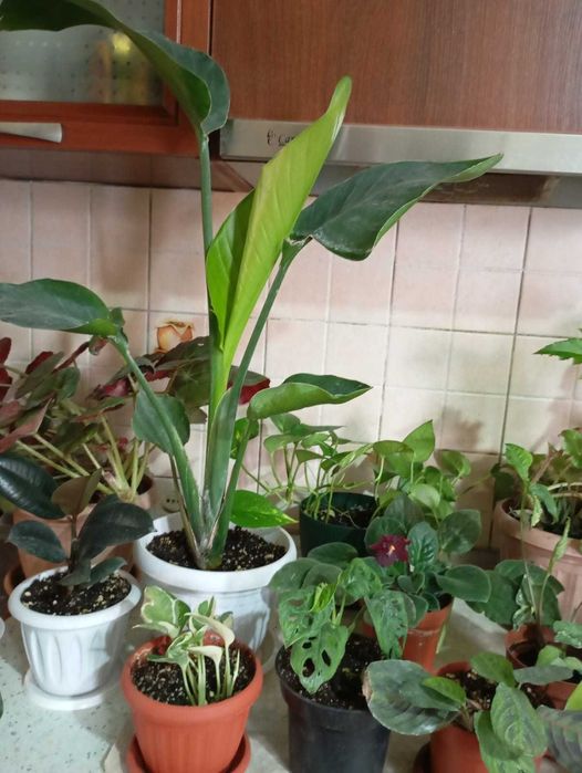 Шефлеры и эпипремиумы разные вариегатные