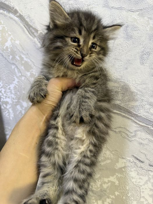 Котята  пародии русско гоубой