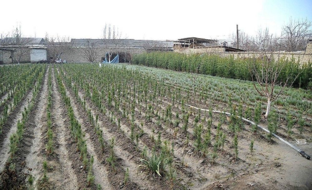 Карлик дарахт, Олма кўчати сотаман жойидан 4000 туп