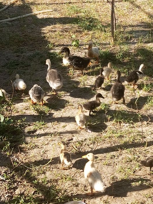 Ordak va 1 Dona gozcha sotiladi