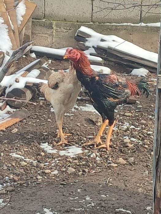 Бойцовые петухи спар есть