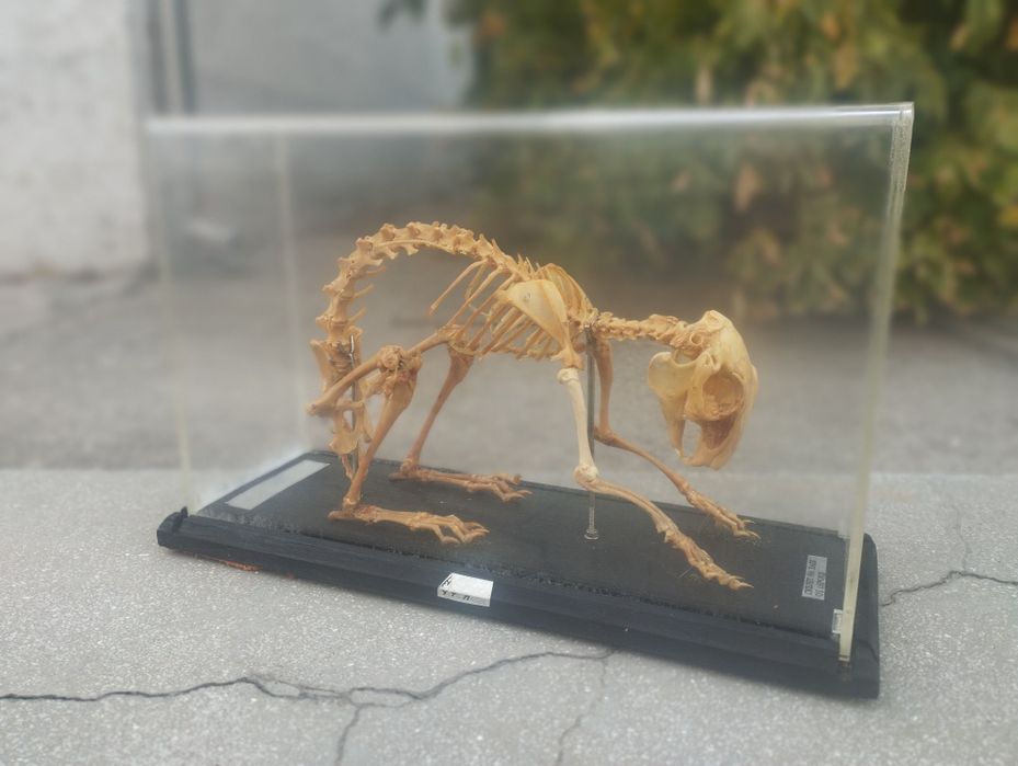 Соц Скелет на заек