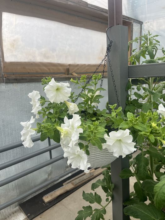 Каскадные петуньи