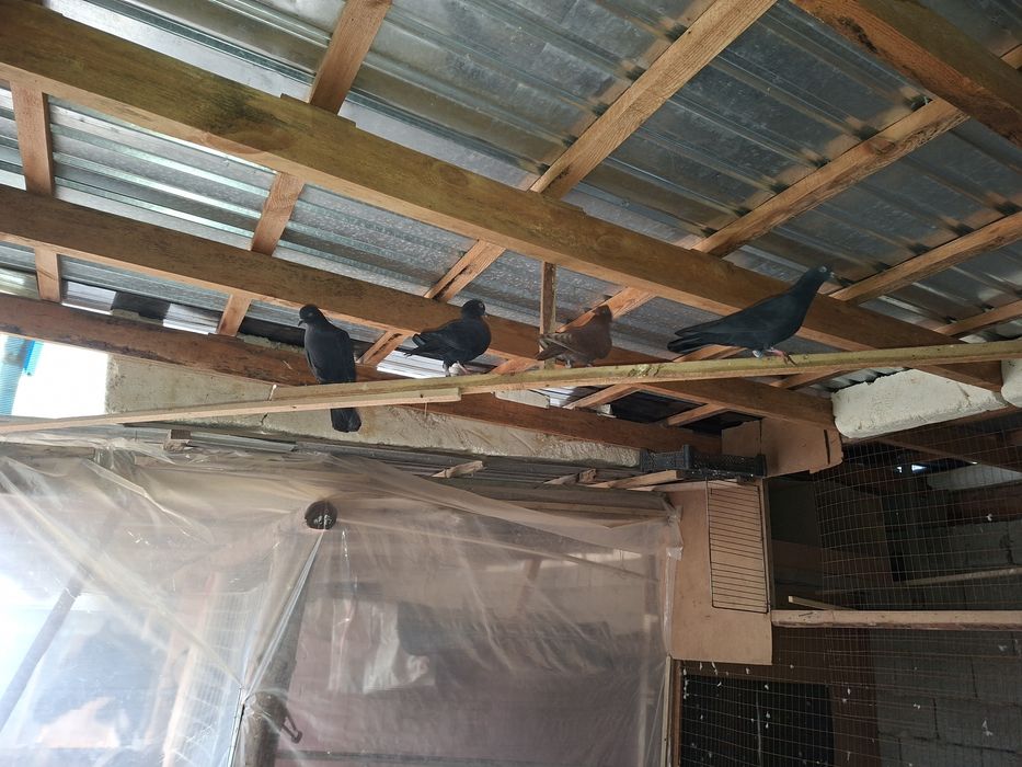 Продаётся бакинеские