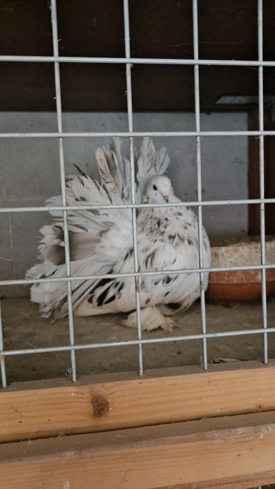 Porumbei voltat Indian