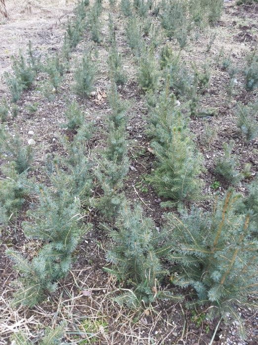 Pachet 50 buc. puieti molid argintiu sarbesc- Picea omorika 4 ani