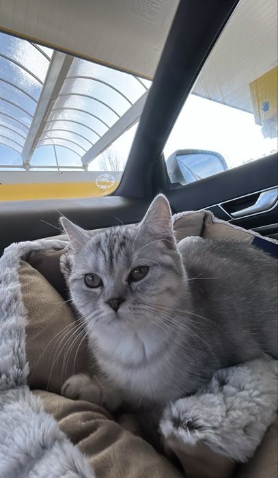 British Shorthair