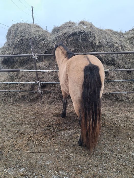 Жеребец Айгыр сатылат