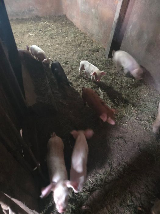 Продам свиней, паросят.