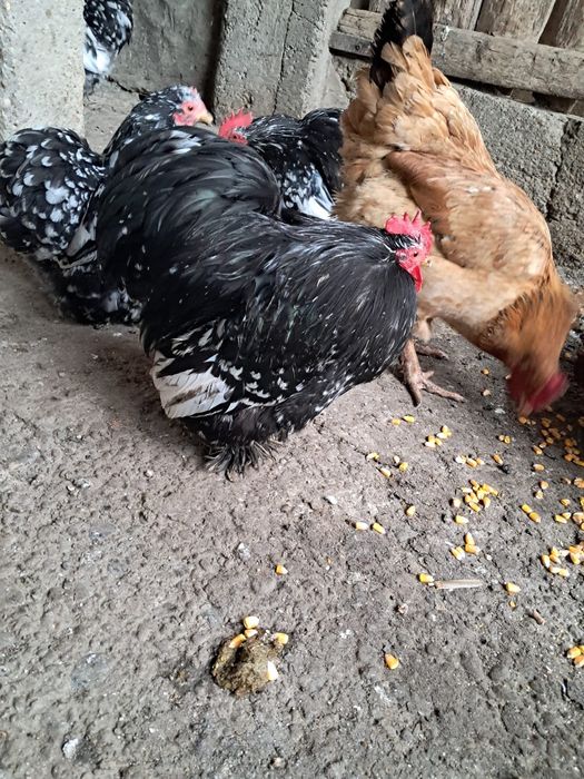 Vând cochinchina pitic