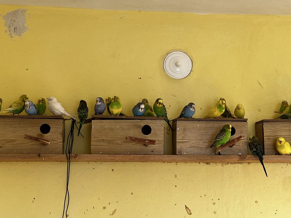 Вълнисти папагали