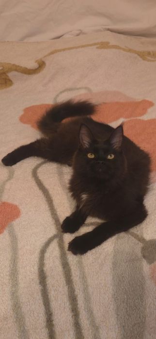 Fetita Maine Coon xxl