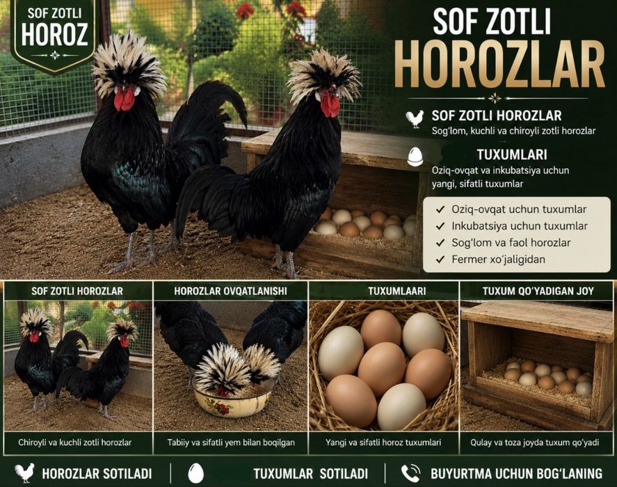 Sof Zotli Gollandiya Oq Tojli Horozlar va Tuxumlar Sotiladi