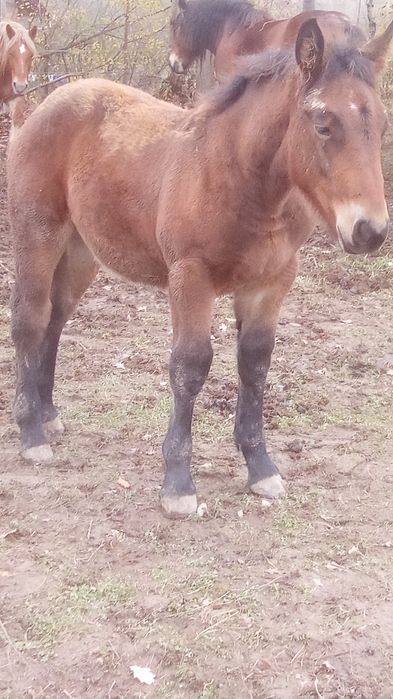 manz 6 luni din cai grei