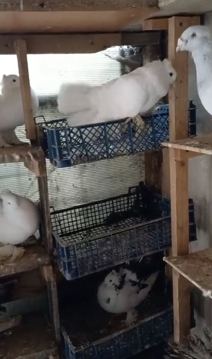 Porumbei voltați indieni