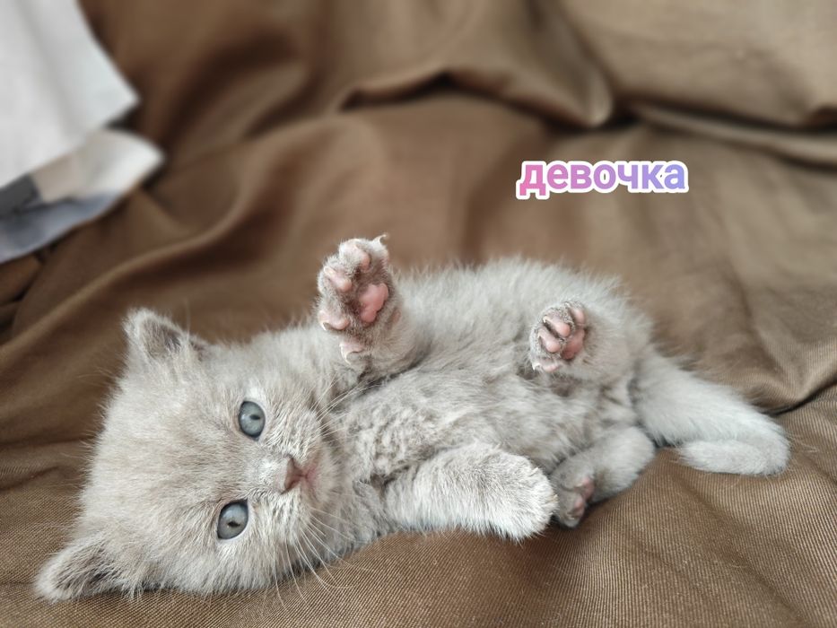 Британские котята