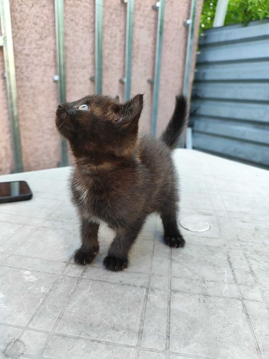 Котенок в добрые руки
