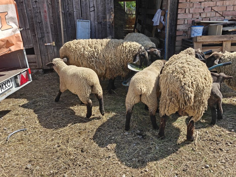 Mieluțe și berbecuți Suffolk