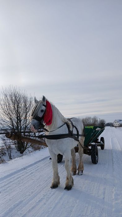 Cal de vânzare Volovăț