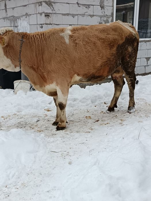 Vând vacă de patru ani