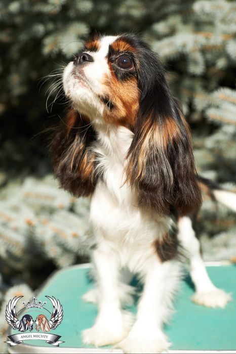 Кавалер Кинг Чарльз Спаниель