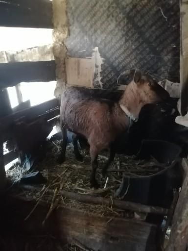 Dau 2 capre de rasa și un Piaggio ciao la schimb pe un scuter de 125cc