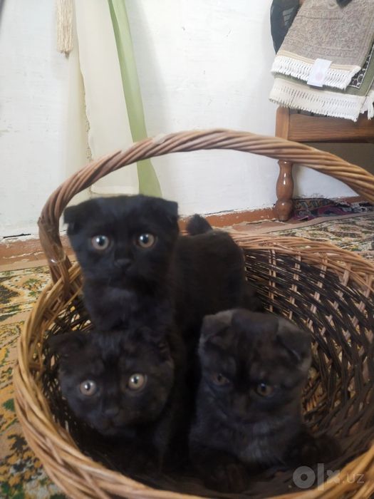 Британский скотиш фолд