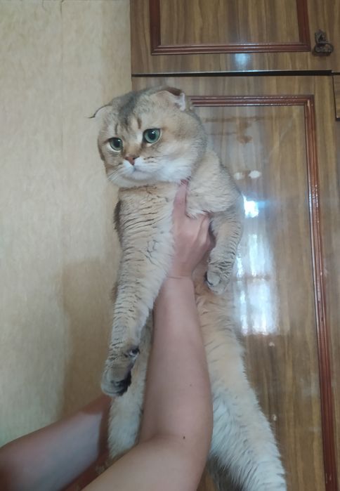 Вязка Британский золотой шиншилла.