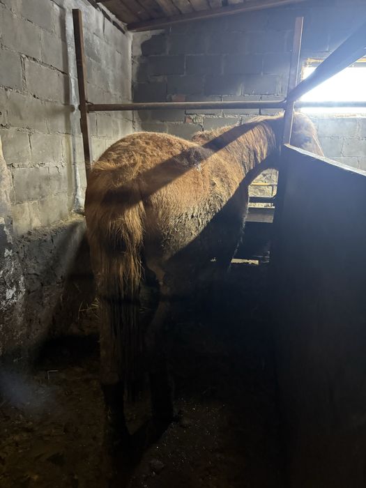 Лошадь с откорма