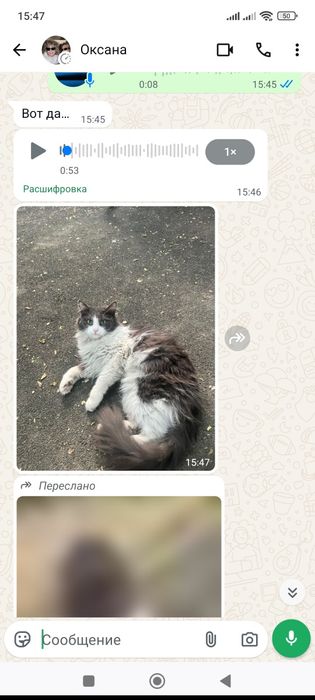 Найдена кошка район Шарипова гоголя