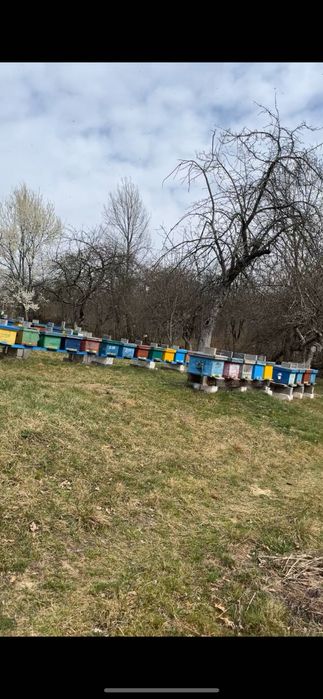Vand 25 famili de albine cu lada sau fara