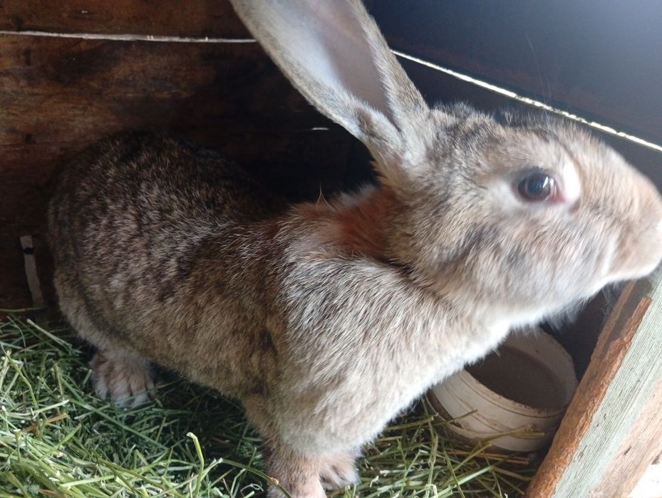 Продам крольчиху Фландер