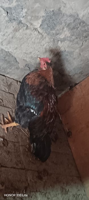 Продам петуха домашняя