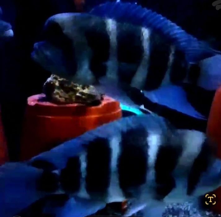 Продам мальков Cyphotilapia Frontoza Nort blue.