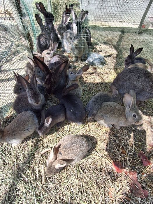 Куйонлар сотилади 200 мингдан