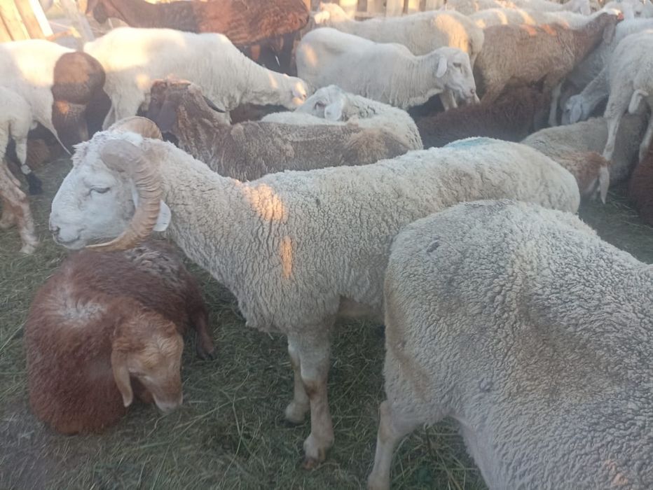 Қой бағатын малшы керек