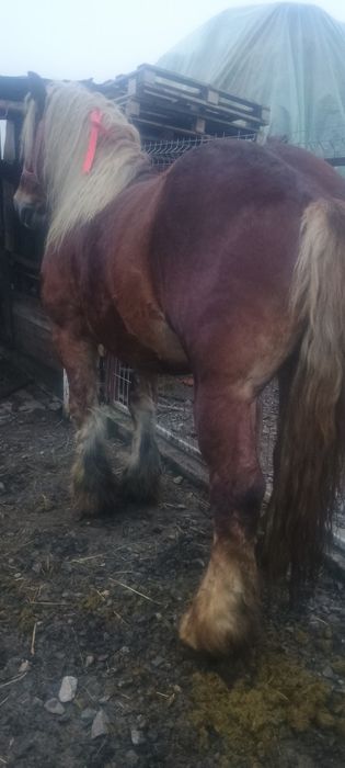 De vânzare armăsar