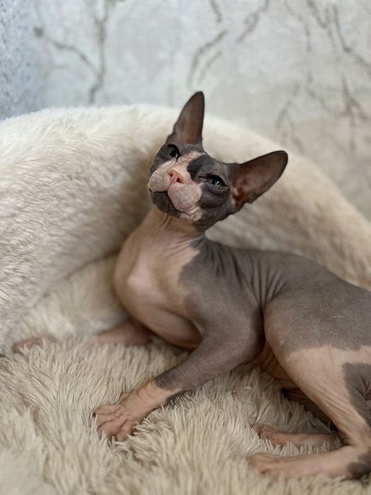 Бронь котят сфинкс