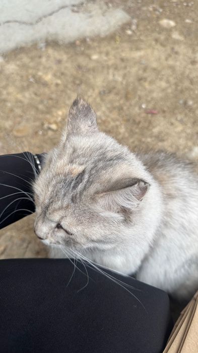 Кошка персидская